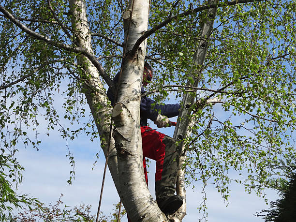 Reliable Seven Hills, OH Tree Care Solutions